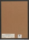 Cystopleura turgida var. westermannii (Ehr.) Grun. (de-Toni-Nr.: Genus 103, Species 3116) Zeichnungen Sammlung Grunow Mappe 03353 (Herbarium_W_Grunow_drawings_Folder_03353)